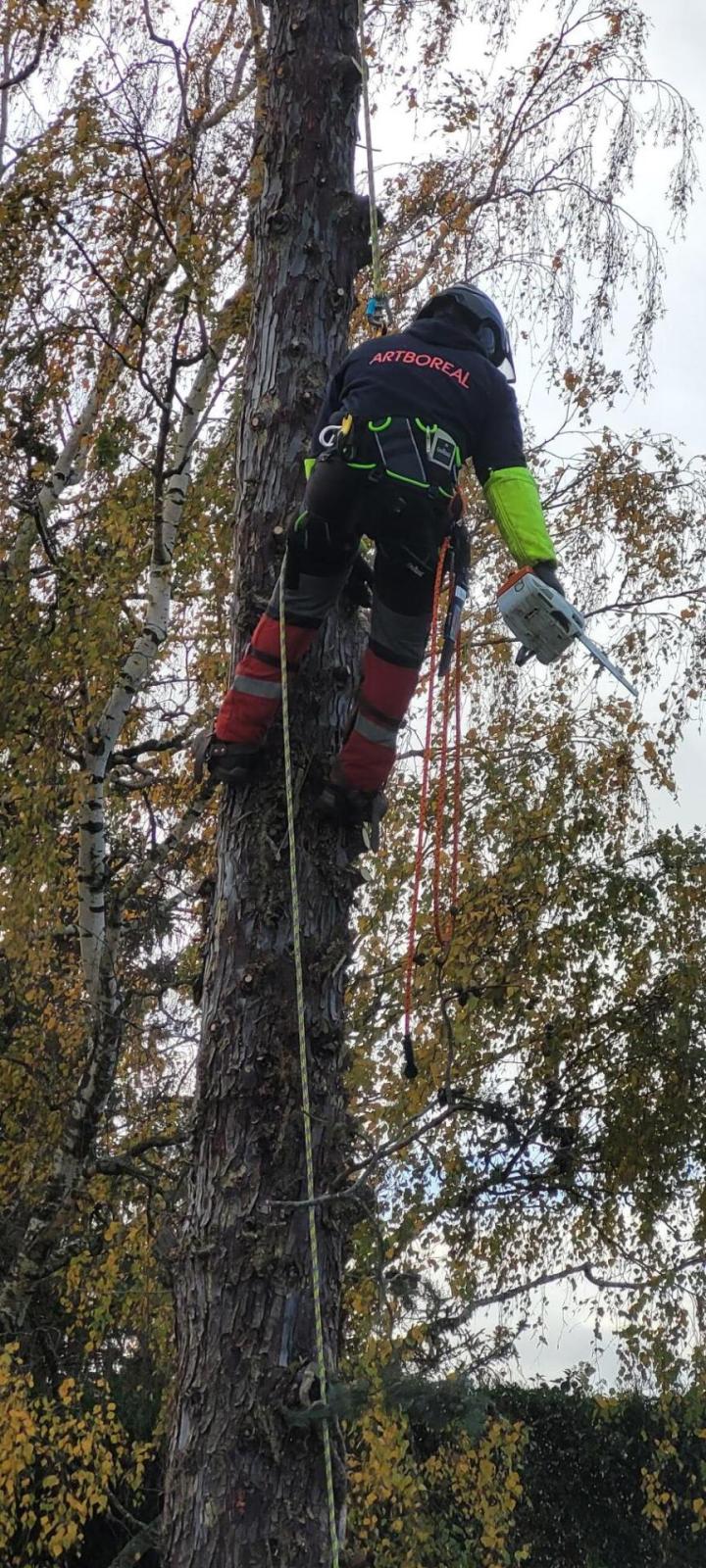 Aménagement jardin Pontoise